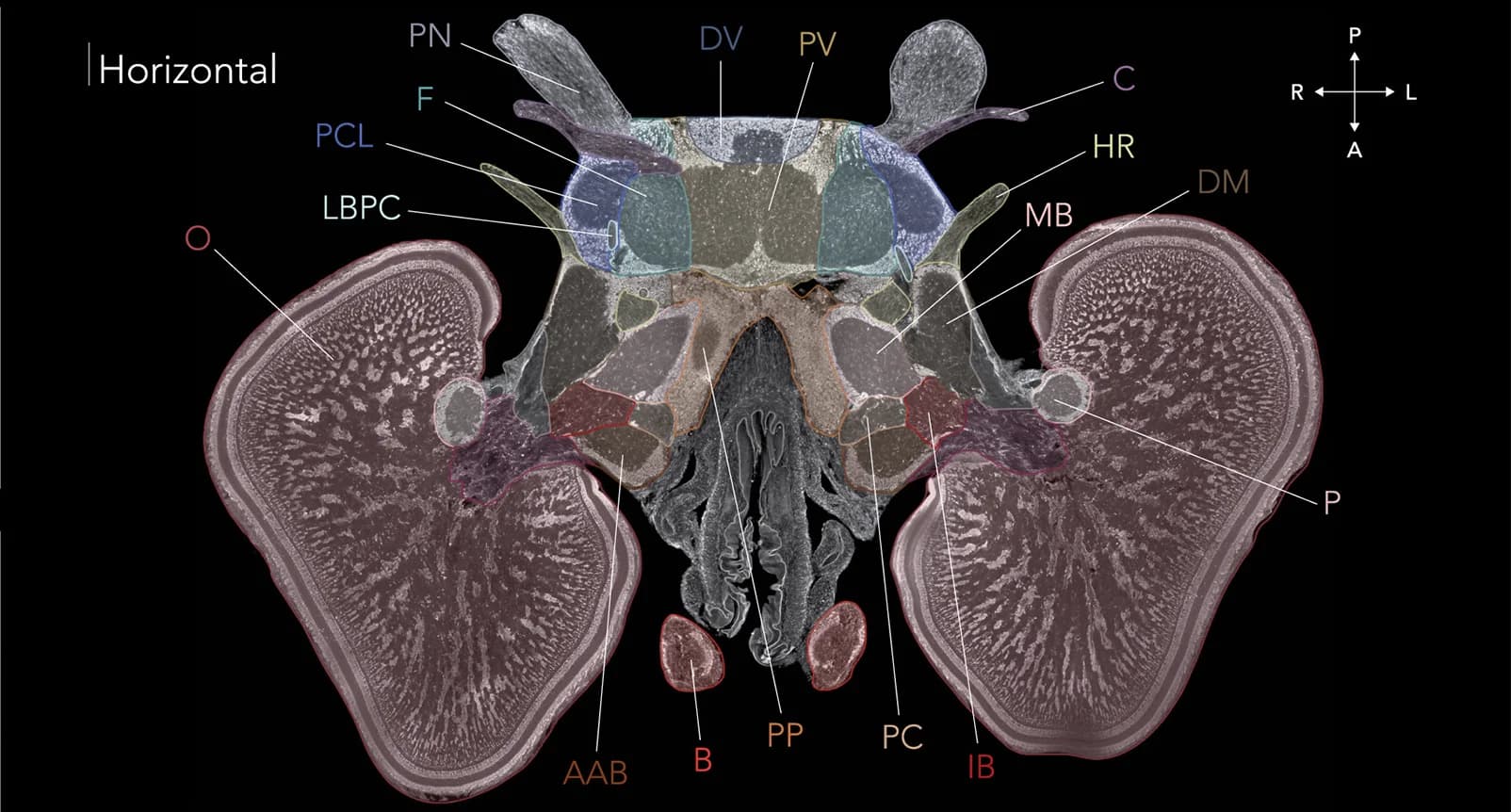Open access visualization of Microscopy, Histological Slices, Cuttlefish Brain, NeuroTrace, Nissl Stain
