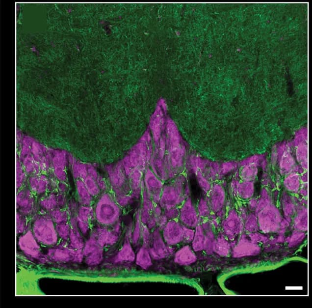 Open access visualization of Microscopy, Confocal Images, Cuttlefish Tissue, NeuroTrace, Phalloidin
