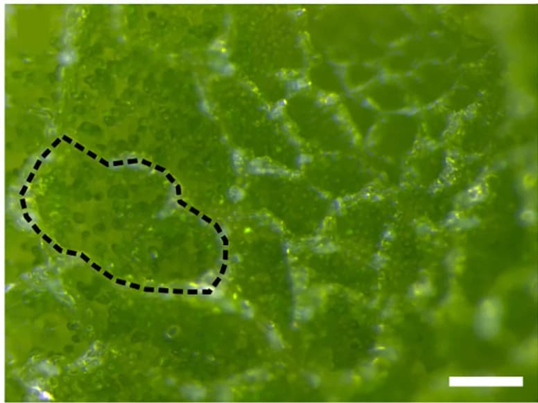 Open access visualization of Microscopy, Thallus Epidermis, Air Chamber, Air Pore
