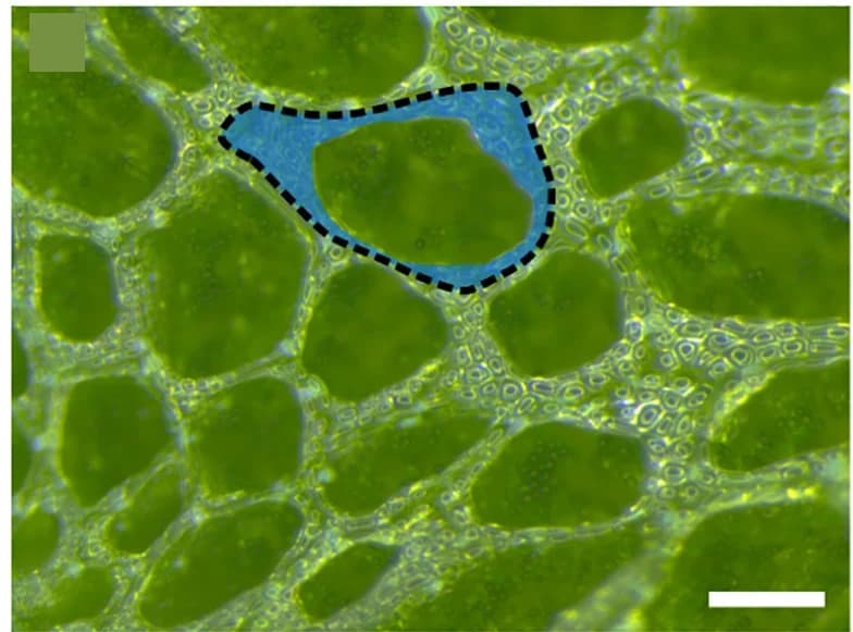 Open access visualization of Microscopy, Thallus Epidermis, Air Chamber, Air Pore