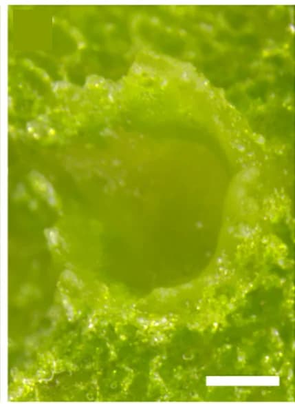 Open access visualization of Microscopy, Photo, Gemma Cup, Gemmae