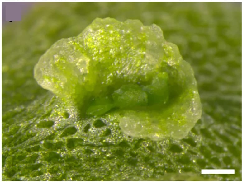 Open access visualization of Microscopy, Photo, Gemma Cup, Gemmae