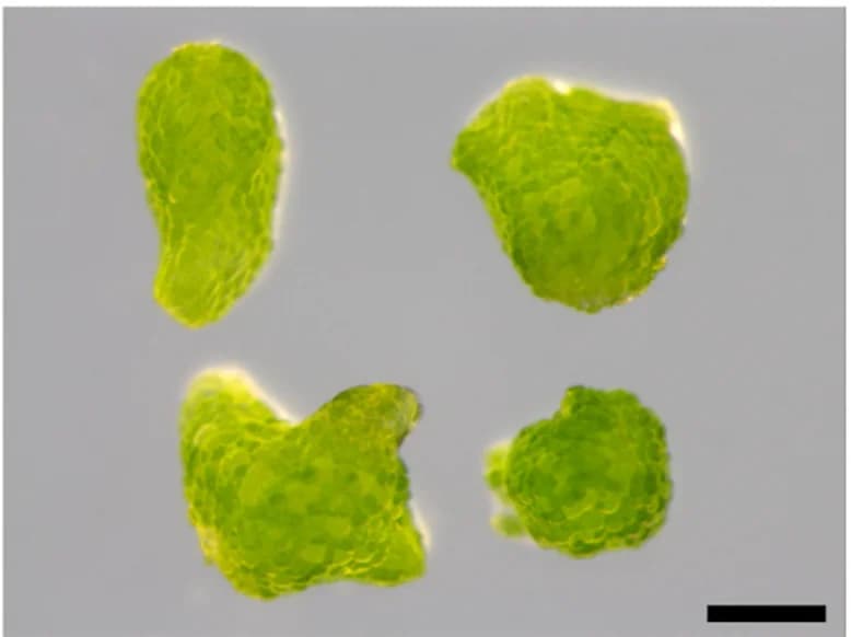 Open access visualization of Microscopy, Photo, Gemmae, Meristematic Notches