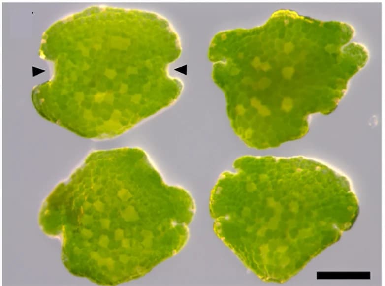 Open access visualization of Microscopy, Gemmae, Meristematic Notches