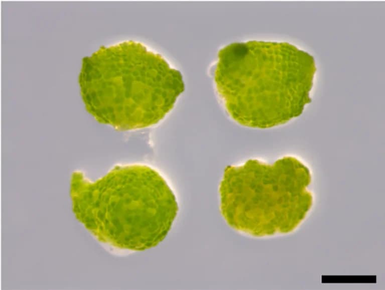Open access visualization of Microscopy, Gemmae, Meristematic Notches