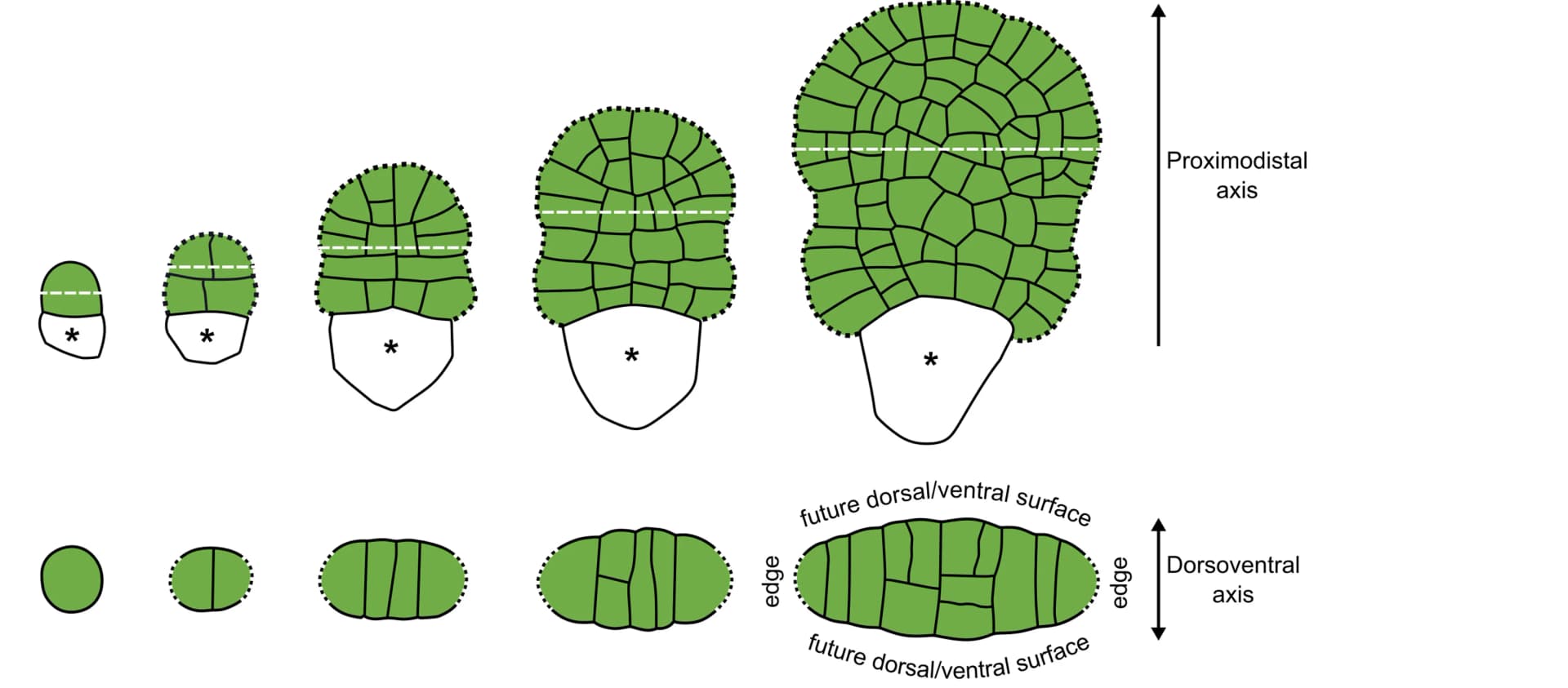 Open access visualization of Illustration, Gemma Primordium Development, Surface View, Cross Section, Stalk Cell