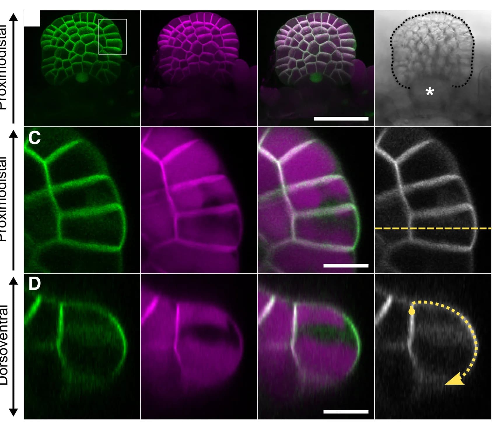 Open access visualization of Microscopy, Gemma Primordium, Gemma Cup, Venus Fluorescence, mScarletI Fluorescence
