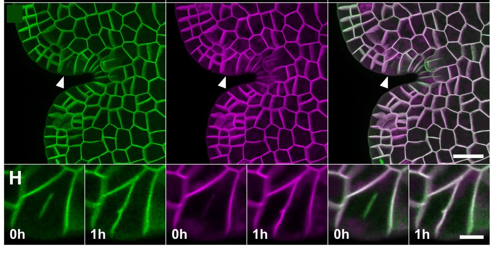 Open access visualization of Microscopy, Notch Region, Immature Gemma, Dividing Cell