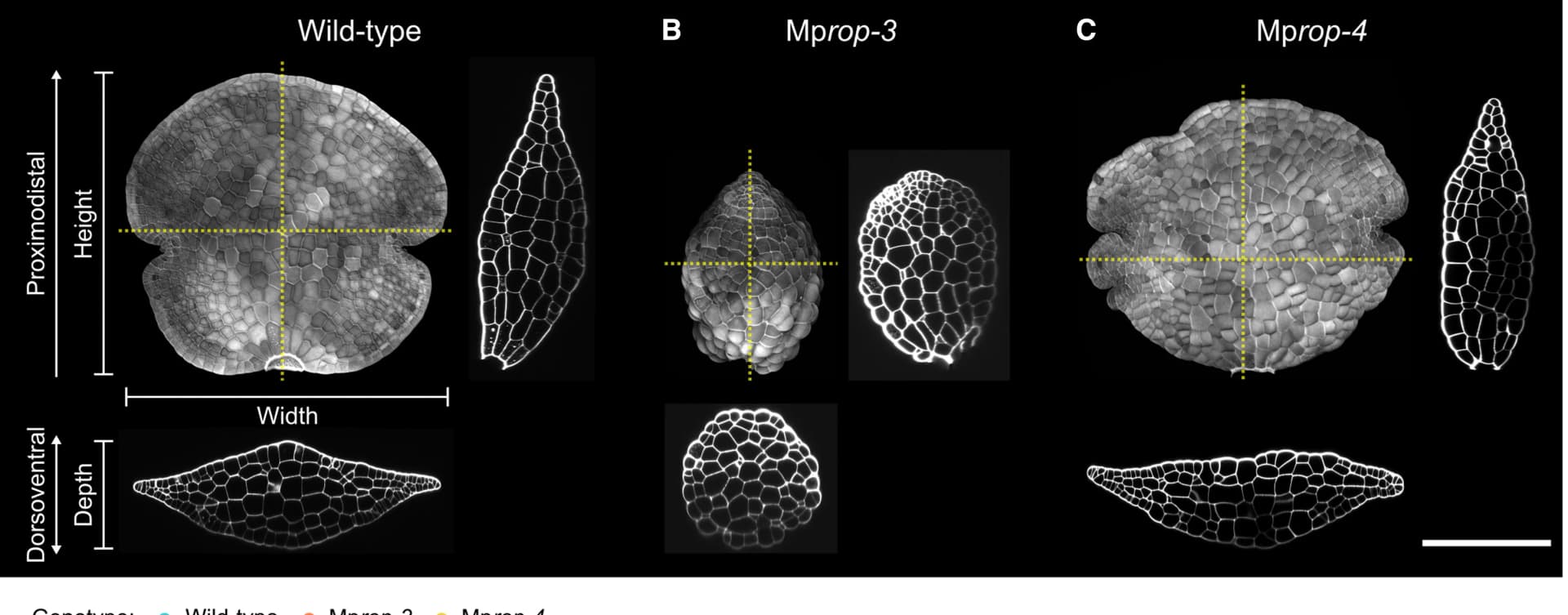 Open access visualization of Microscopy, Wild-type Gemmae, Cell Wall Dye SR2200, Orthogonal Cross-sections, Maximum Z Projection
