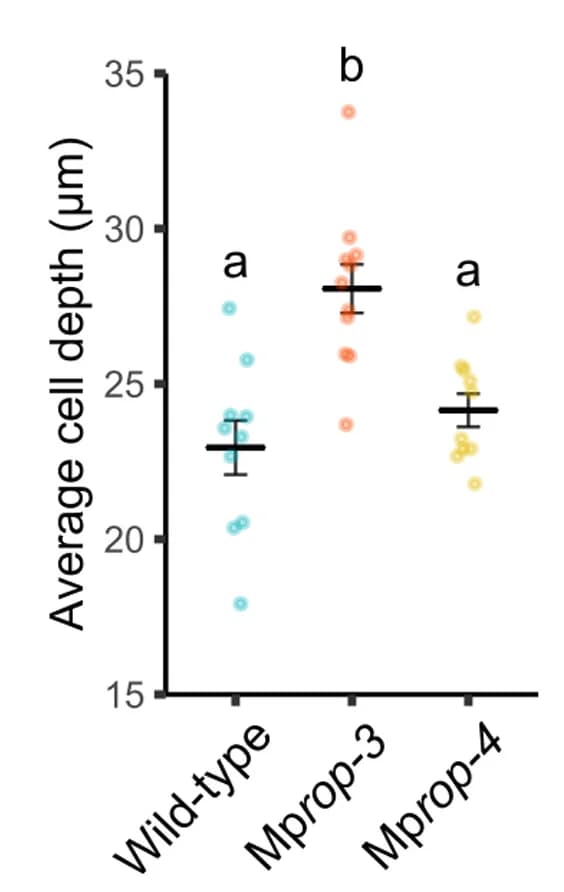 Open access visualization of Scatter Plot, Error Bars, Mprop-3 Gemmae, Wild-type Gemmae, Mprop-4 Gemmae