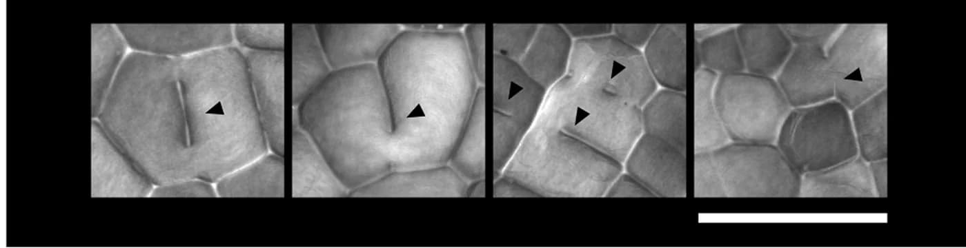 Open access visualization of Microscopy, Epidermal Surface, Cell Wall, proMpEF1α:Venus-MpROPgemmae, Wild Type