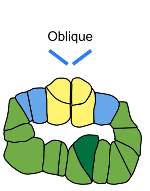 Open access visualization of Illustration, Air Pore Formation, Air Pore Mother Cells, Photosynthetic Filaments