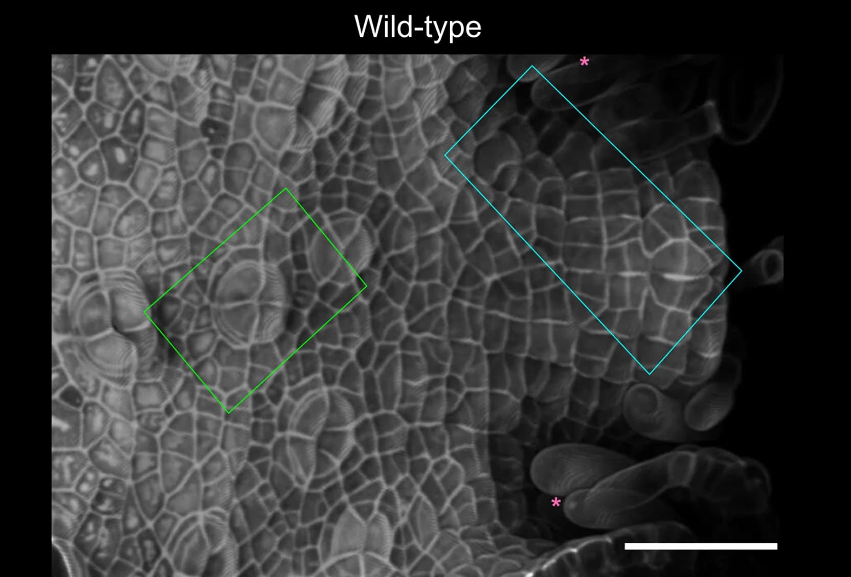Open access visualization of Microscopy, Photo, 3D Surface Projection, Dorsal Thallus Epidermis, Meristematic Notches