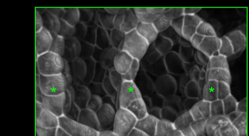 Open access visualization of Microscopy, Surface Projection, Optical Cross-Sectional Images, Meristematic Notches, Aperture