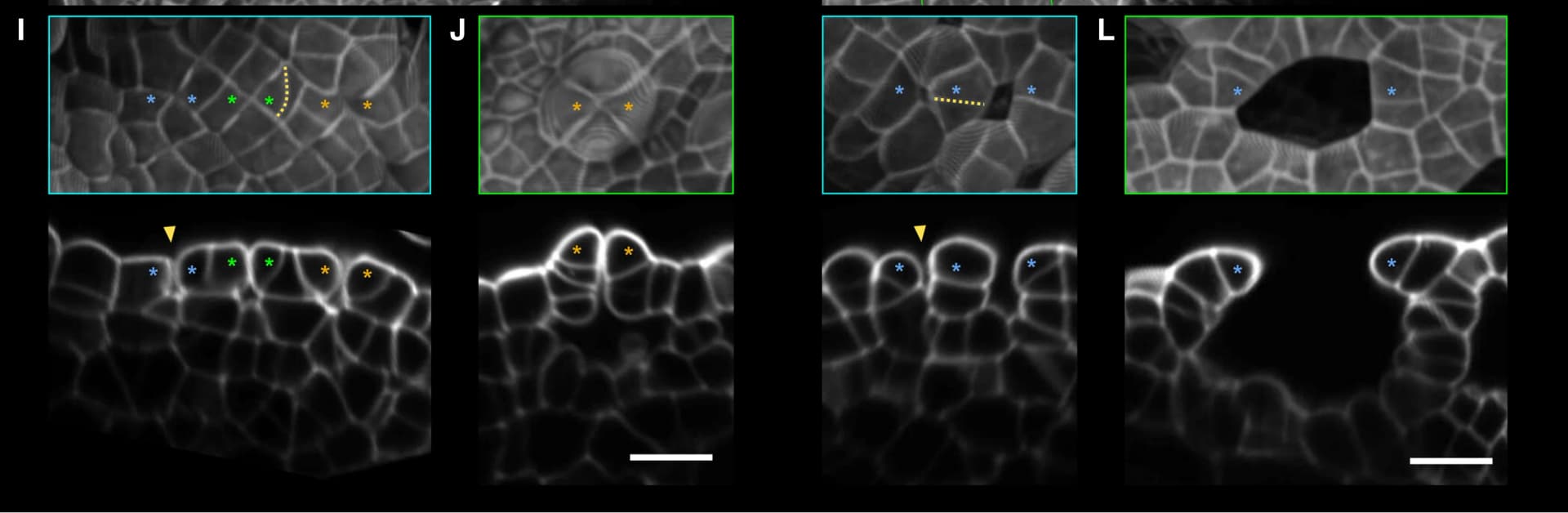 Open access visualization of Microscopy, Surface Projection, Optical Cross-Sectional Images, Meristematic Notches, Aperture