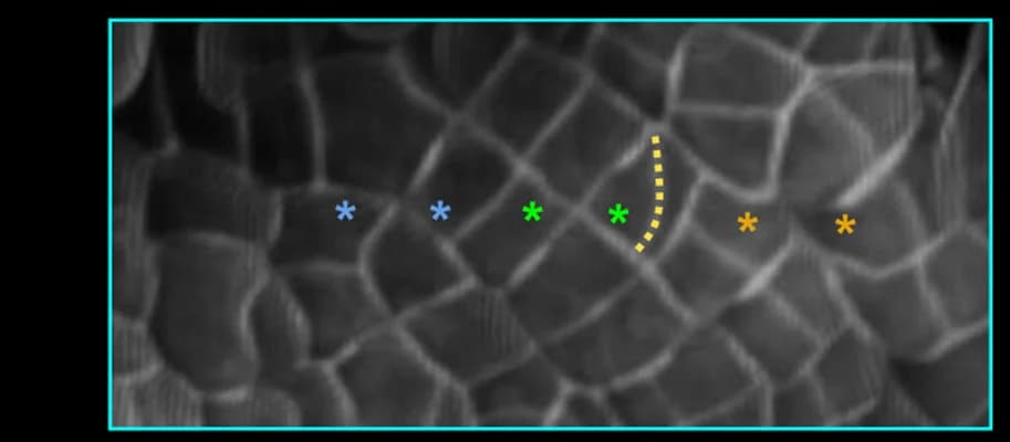 Open access visualization of Microscopy, Surface Projection, Optical Cross-Sectional Images, Meristematic Notches, Air Chamber Apertures