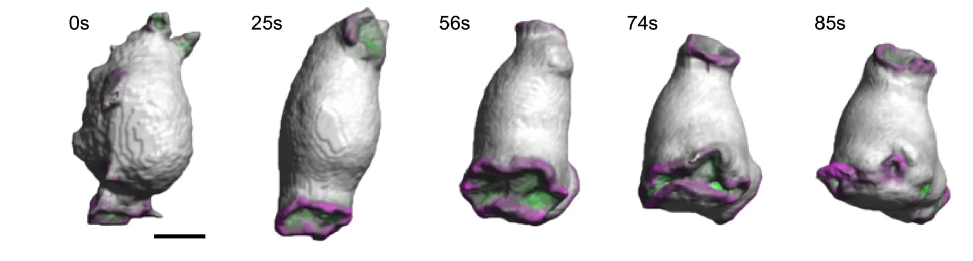 Open access visualization of Protein Structure, Surface rendered images, Cup formation, Cell Shape, 3D