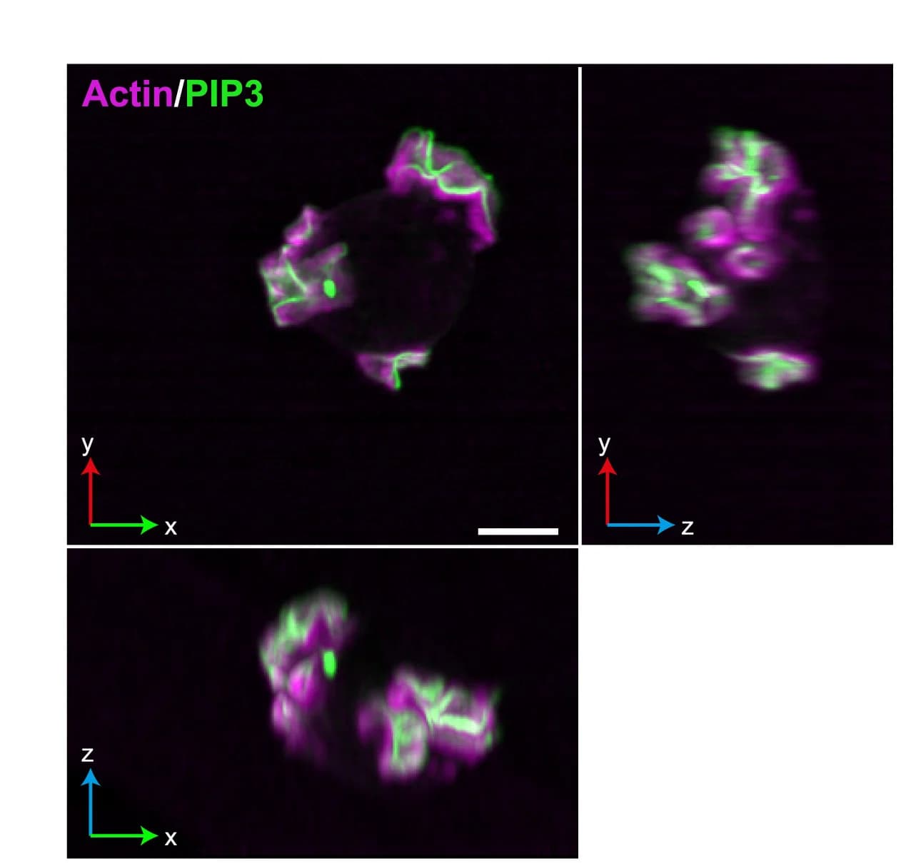 Open access visualization of Microscopy, Orthogonal projections, Single Cell, Macropinocytic areas