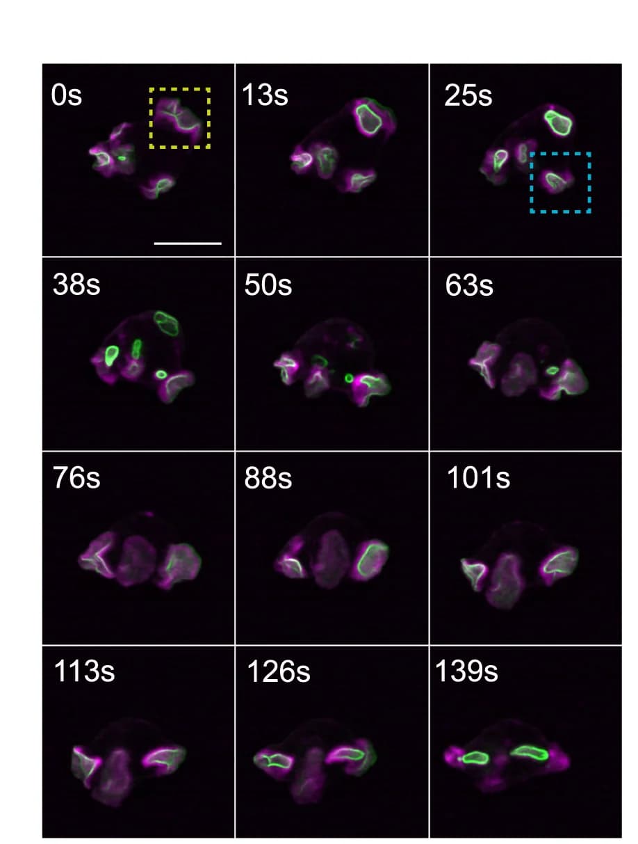 Open access visualization of Microscopy, Time sequence, Cell, Cup closing, Macropinosome