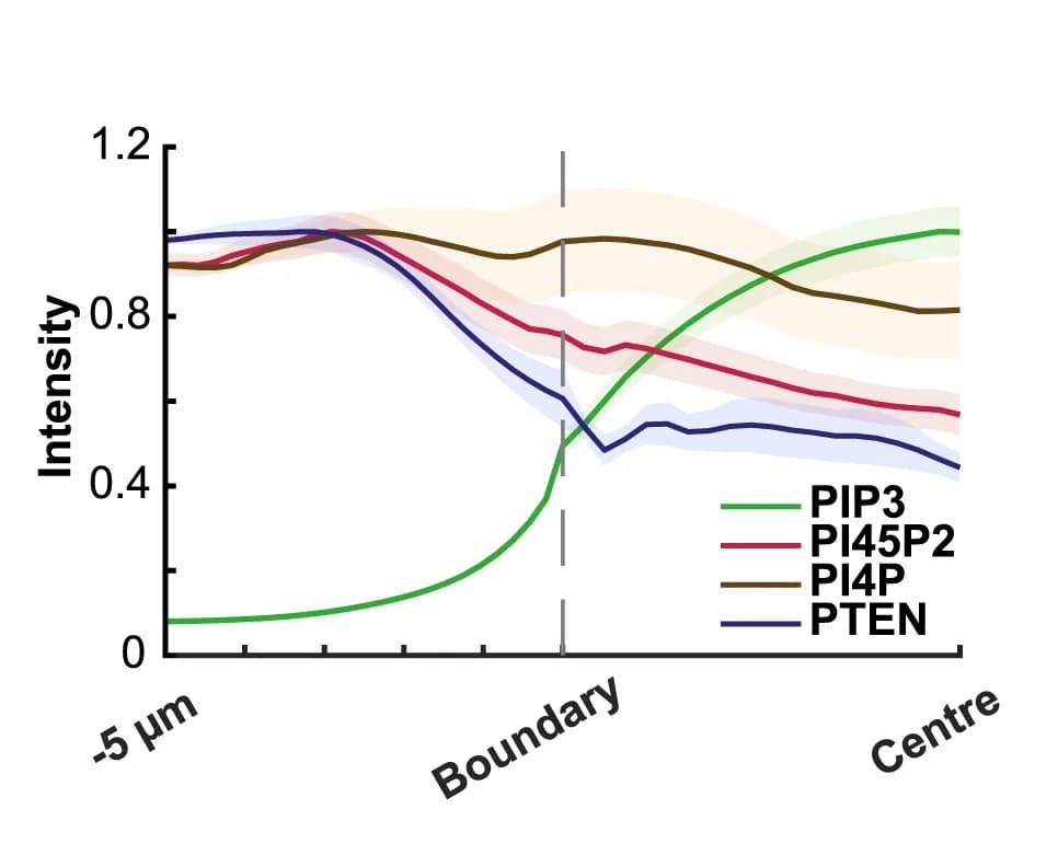 Open access visualization of Line Plot, Error Bars, Phosphoinositide gradients, PIP3, PTEN