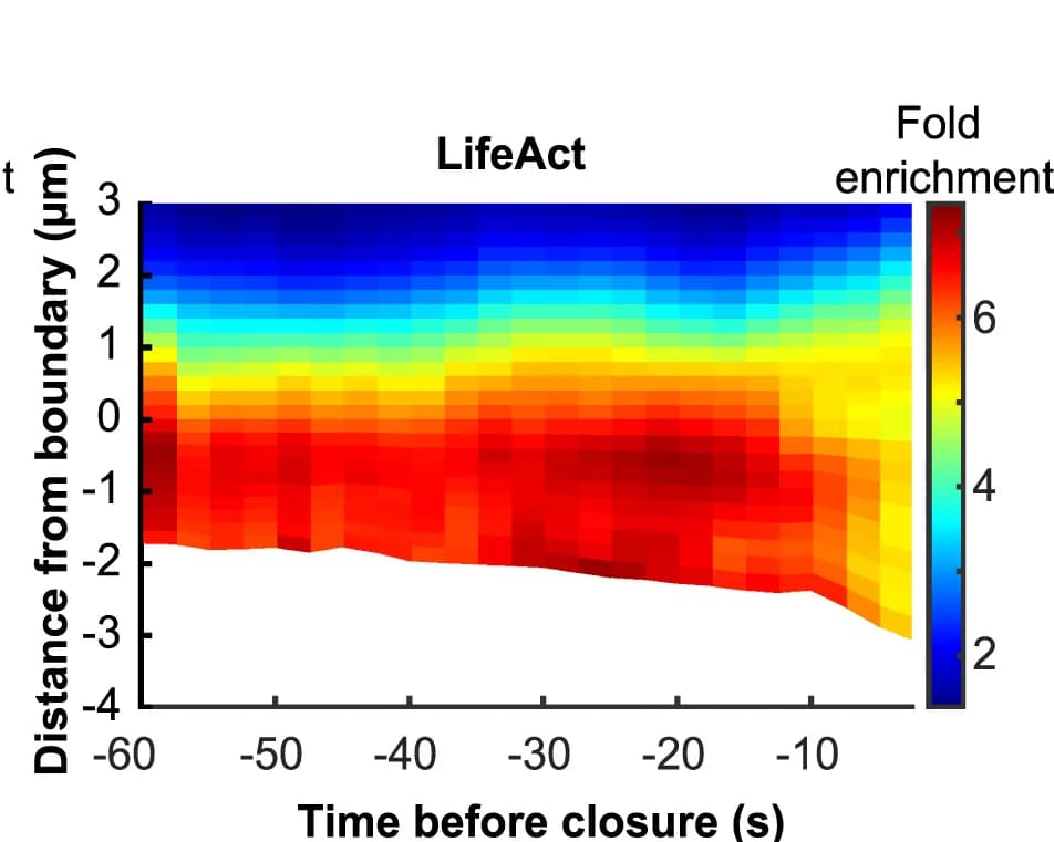 Open access visualization of Heatmap, Space-time plots, Macropinocytic cups, PIP3, F-actin