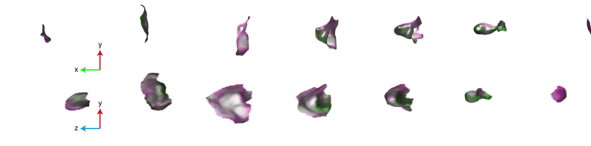 Open access visualization of 3D Plot, PIP3 domain, Macropinosome, Segmentation
