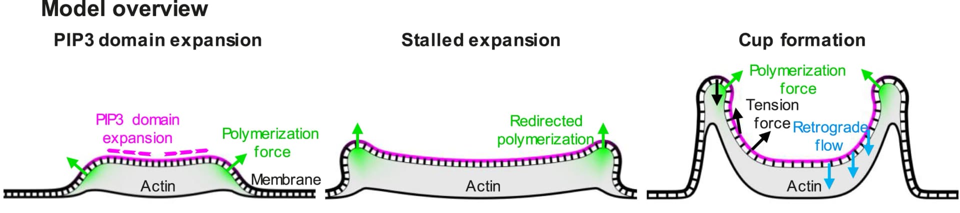 Open access visualization of Workflow, Illustration, PIP3 Domains, Actin Polymerization, Membrane Dynamics