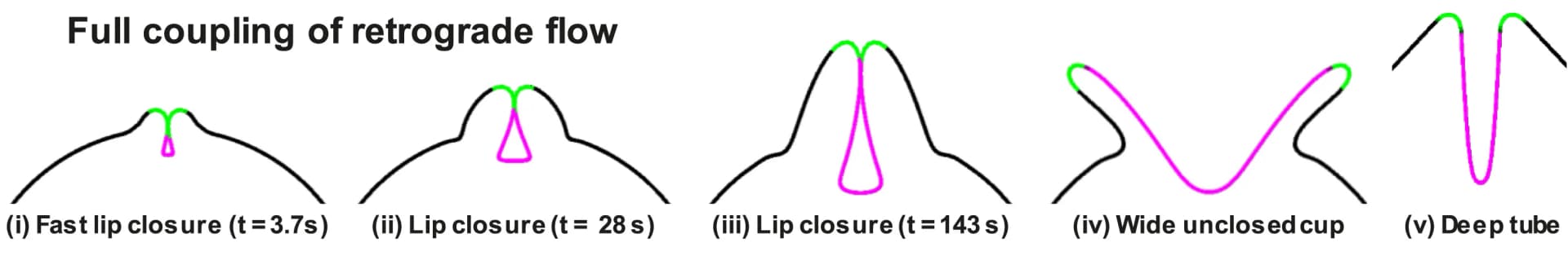 Open access visualization of Line Plot, Line Step, Retrograde Flow, Membrane Dynamics, Macropinocytosis