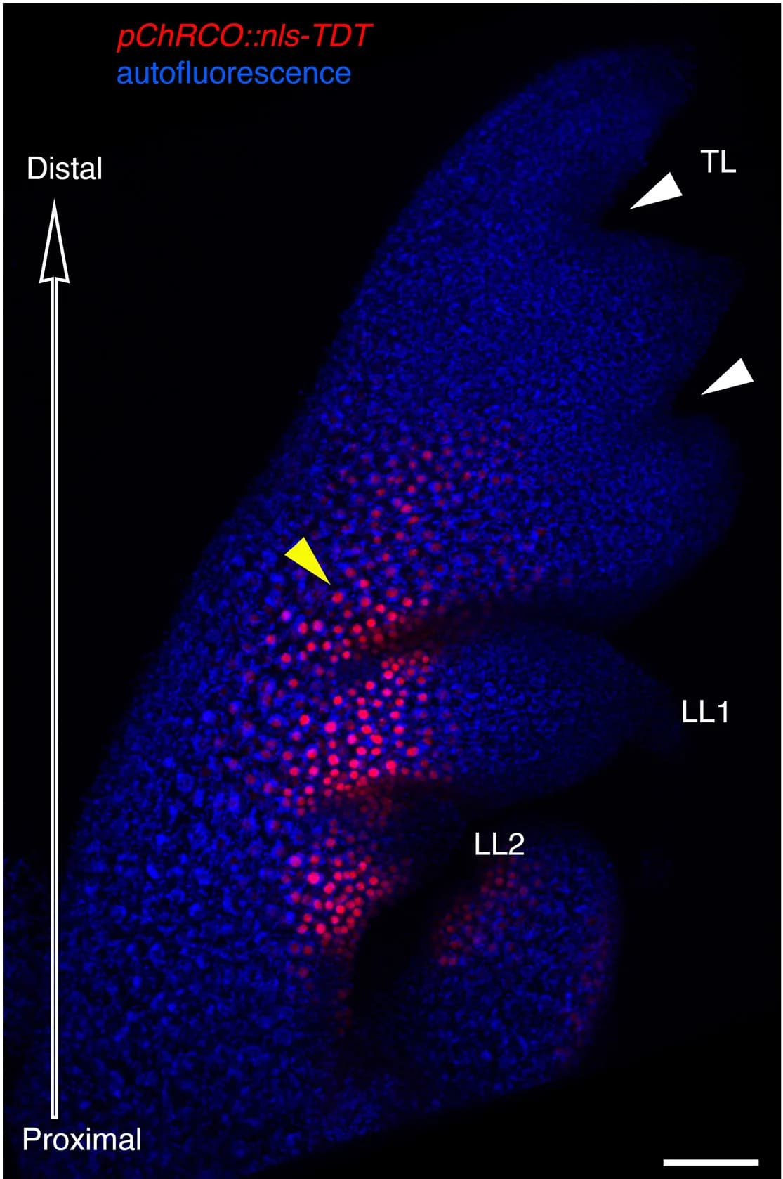 Open access visualization of Microscopy, Confocal Projections, C. Hirsuta, Wild-Type Leaf, pRCO::nls-tdTomato