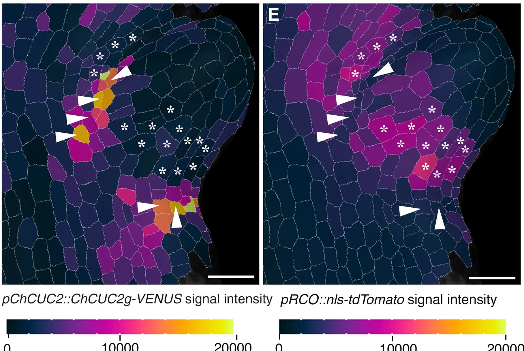 Open access visualization of Microscopy, Magnified Views, Wild-Type, Lateral Leaflet, Heatmaps