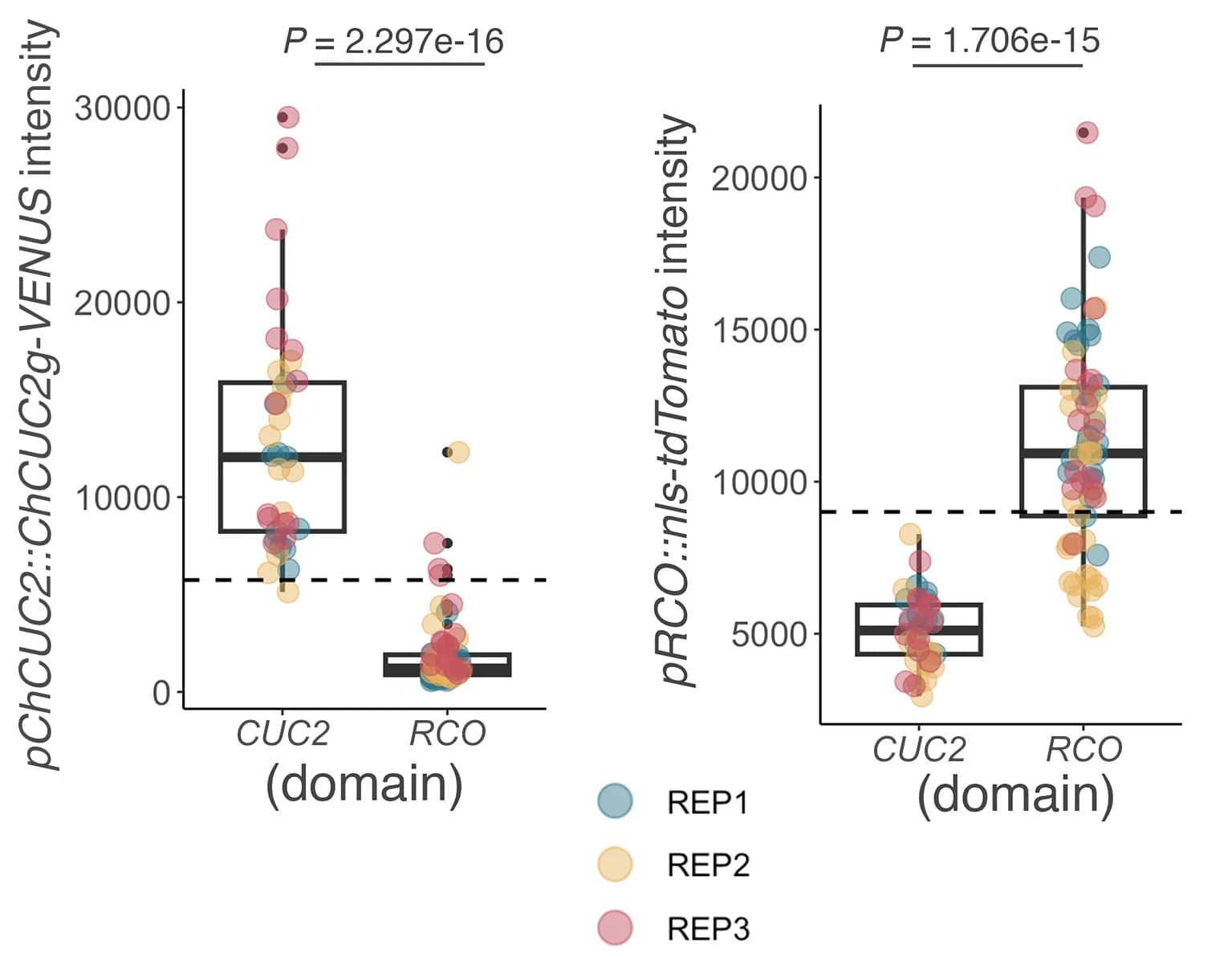 Open access visualization of Box Plot, Scatter Plot, Dot Boxplots, Quantifications, pChCUC2::ChCUC2g-VENUS