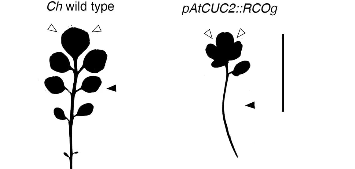 Open access visualization of Illustration, C. Hirsuta, Wild Type, Transgene, Genotype