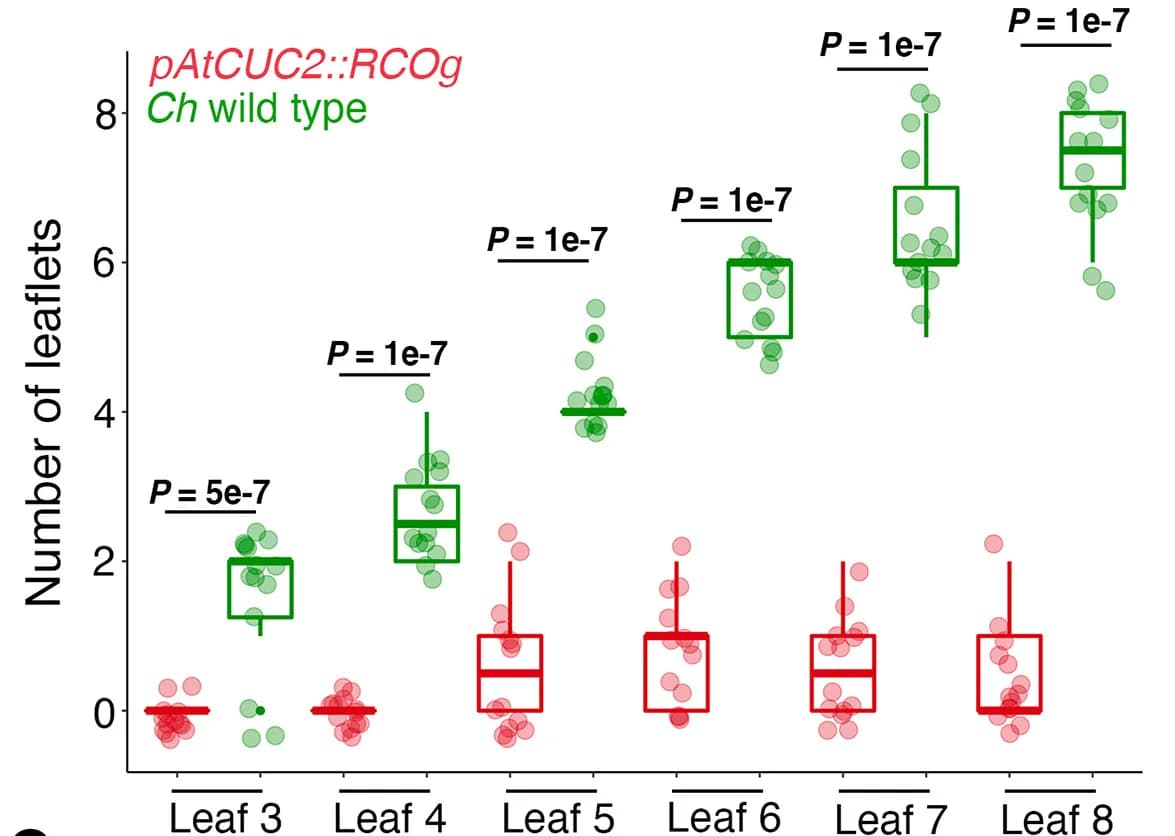 Open access visualization of Box Plot, Scatter Plot, Lateral Leaflet, Leaf Nodes, C. Hirsuta