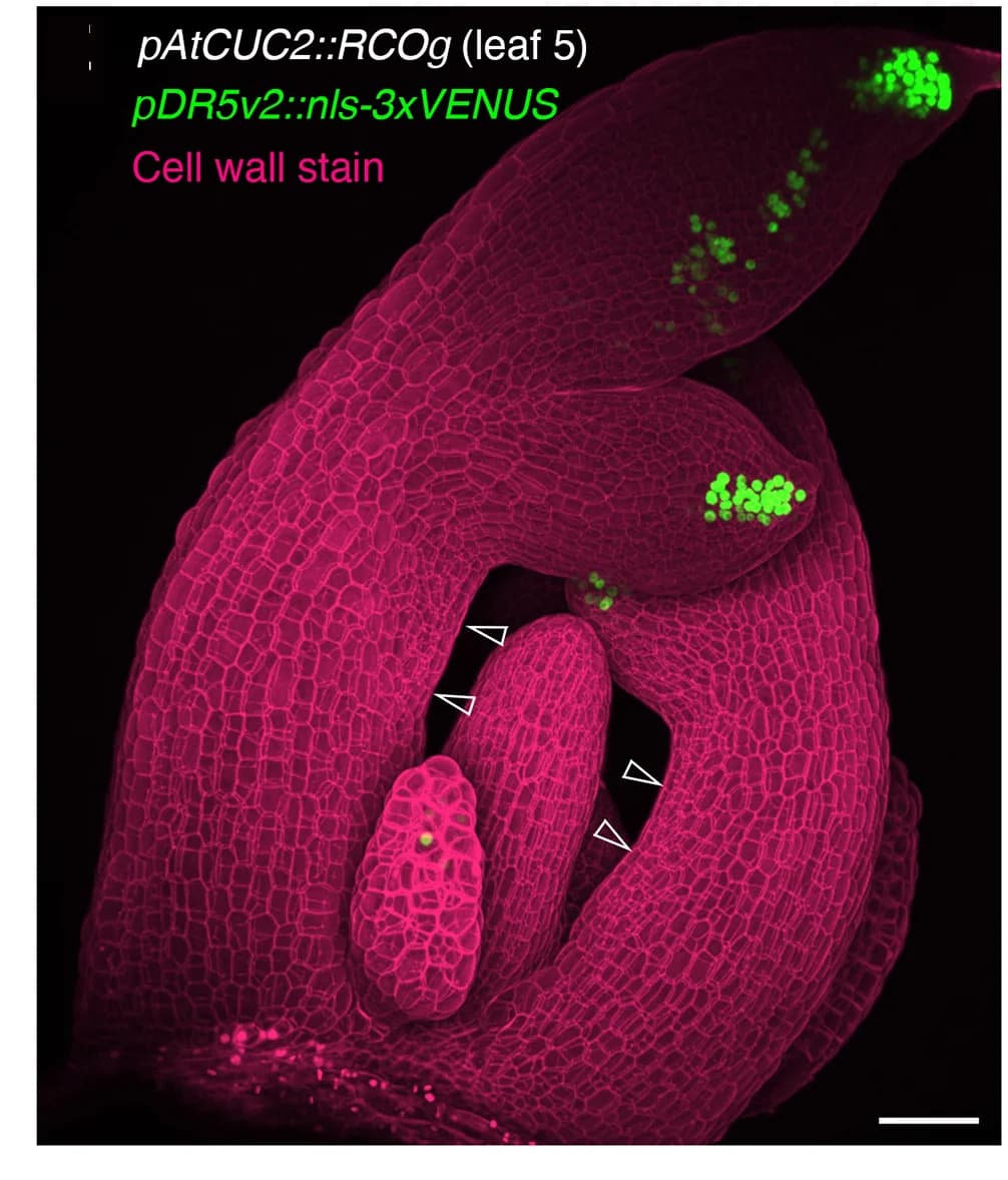Open access visualization of Microscopy, Confocal Projections, Leaf, C. Hirsuta, Wild Type