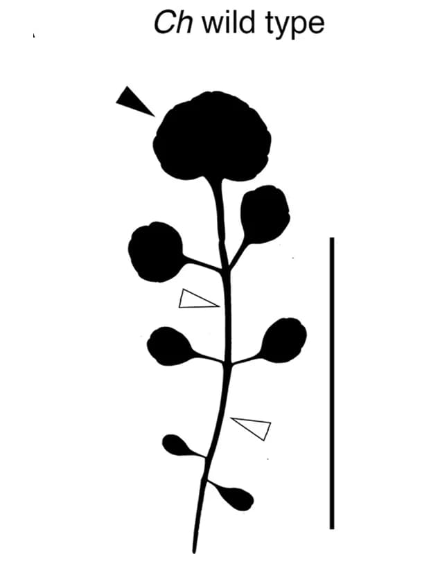 Open access visualization of Illustration, Leaf, Wild Type, Silhouettes