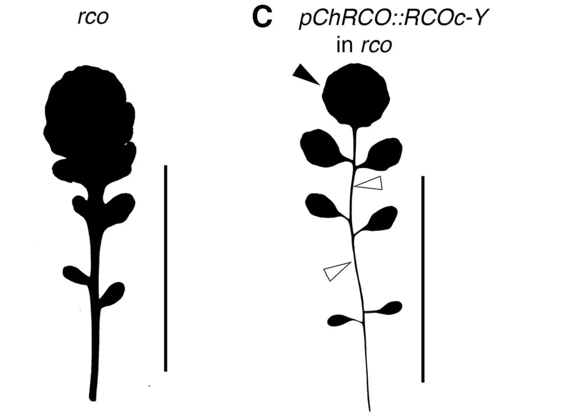 Open access visualization of Illustration, Leaf, rco Mutant, Silhouettes