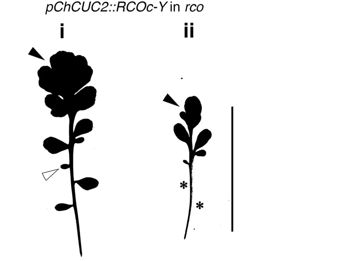 Open access visualization of Photo, Leaf, rco Mutant, pChCUC2::RCOcds-YPet, Silhouettes
