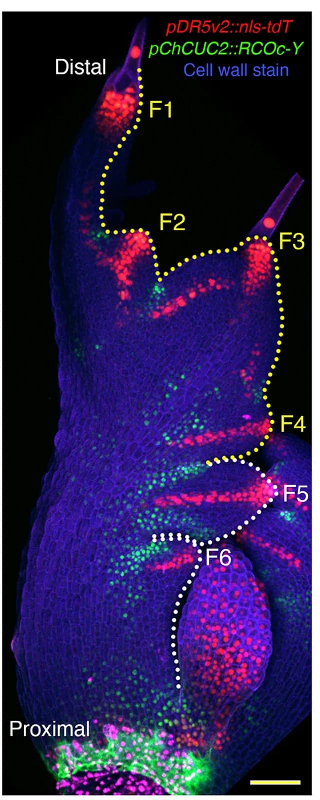 Open access visualization of Microscopy, Confocal Projection, rco Mutant, Leaf, pChCUC2::RCOcds-YPet