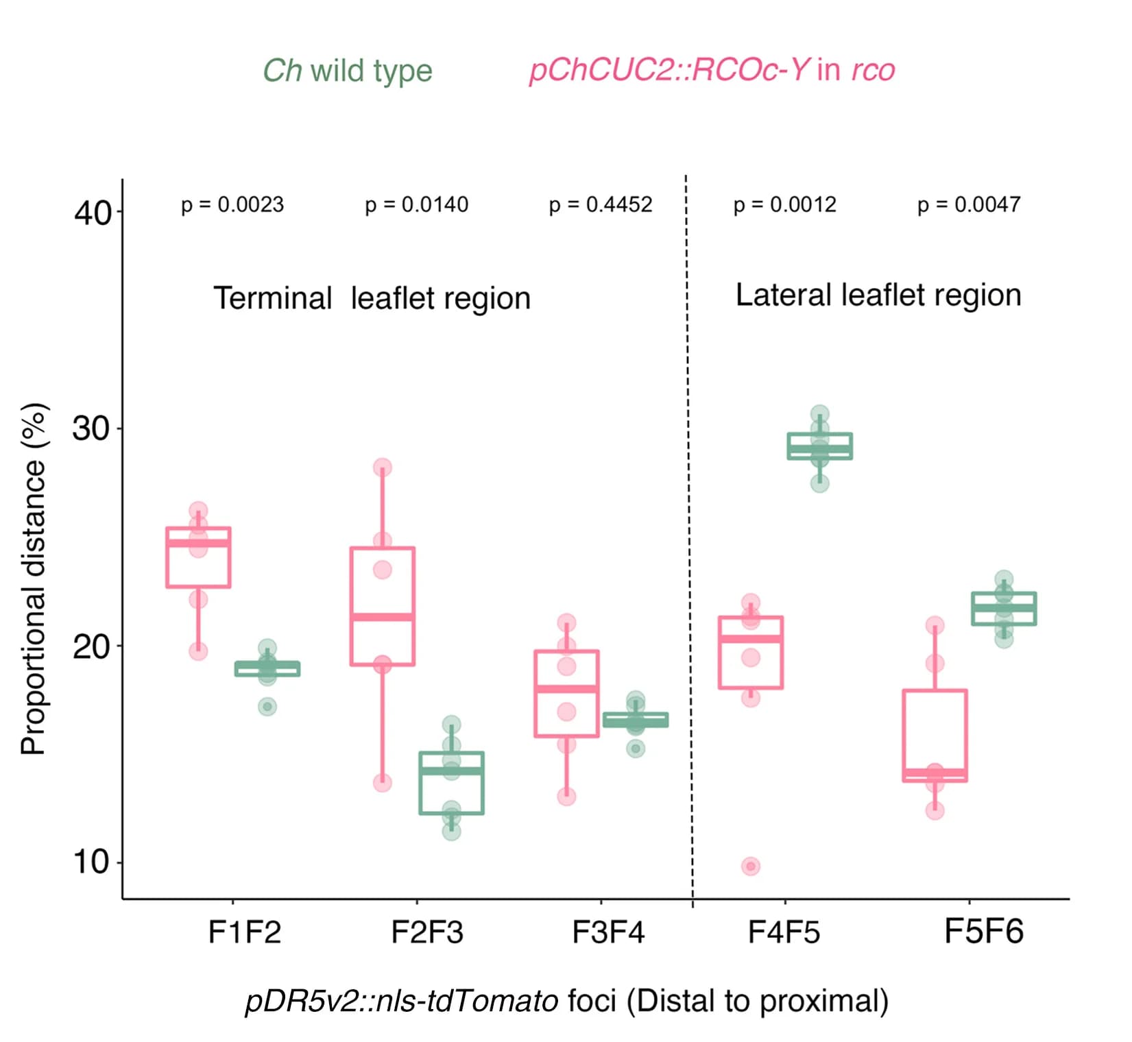 Open access visualization of Box Plot, Scatter Plot, Quantifications, pDR5v2::nls-tdTomato, Expression Foci