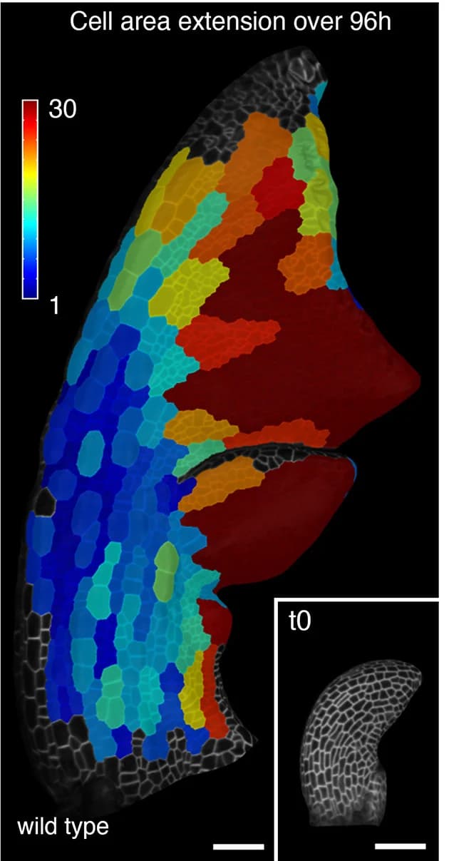 Open access visualization of Heatmap, Microscopy, Cell Area Extension, Leaf, C. hirsuta