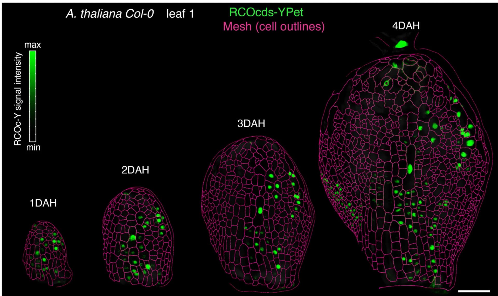 Open access visualization of Microscopy, A. thaliana Leaf, Cell Outlines, RCOcds-YPet clones