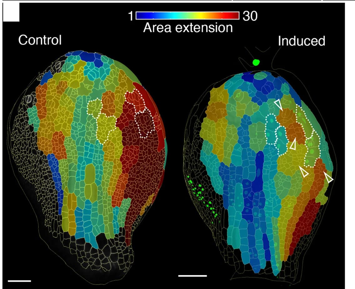 Open access visualization of Heatmap, Heatmaps, Cell Area Extension, Cell Proliferation, Control Leaves