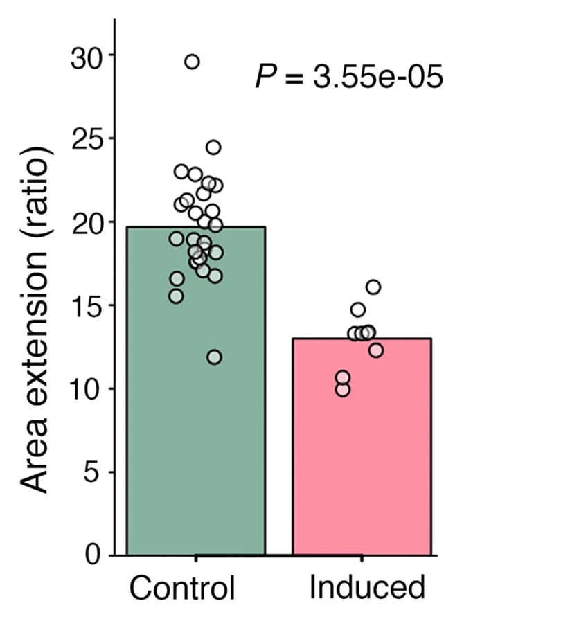 Open access visualization of Bar Plot, Scatter Plot, Heatmaps, Cell Area Extension, Cell Proliferation