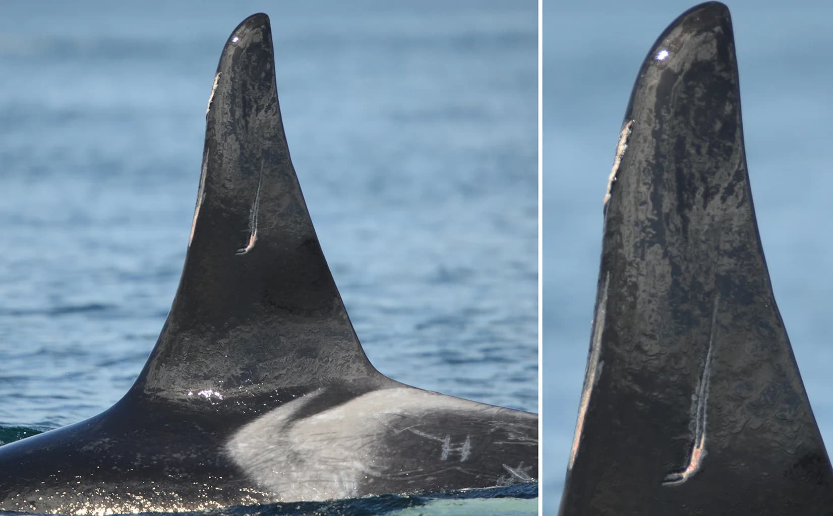 Open access visualization of Photo, Photograph, Whale Research
