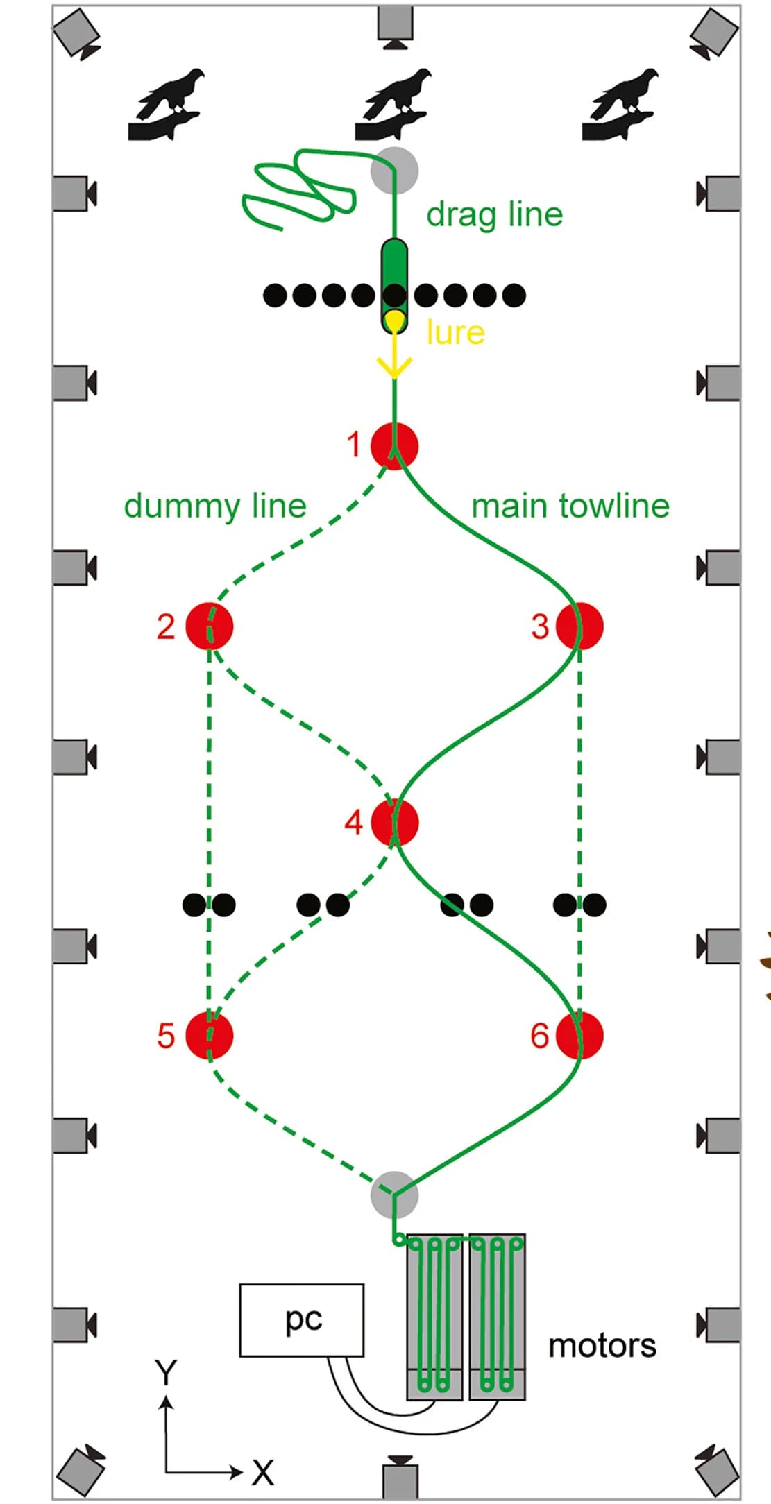 Open access visualization of Flowchart, Workflow, Flight Hall, Harris Hawks, Food Lure