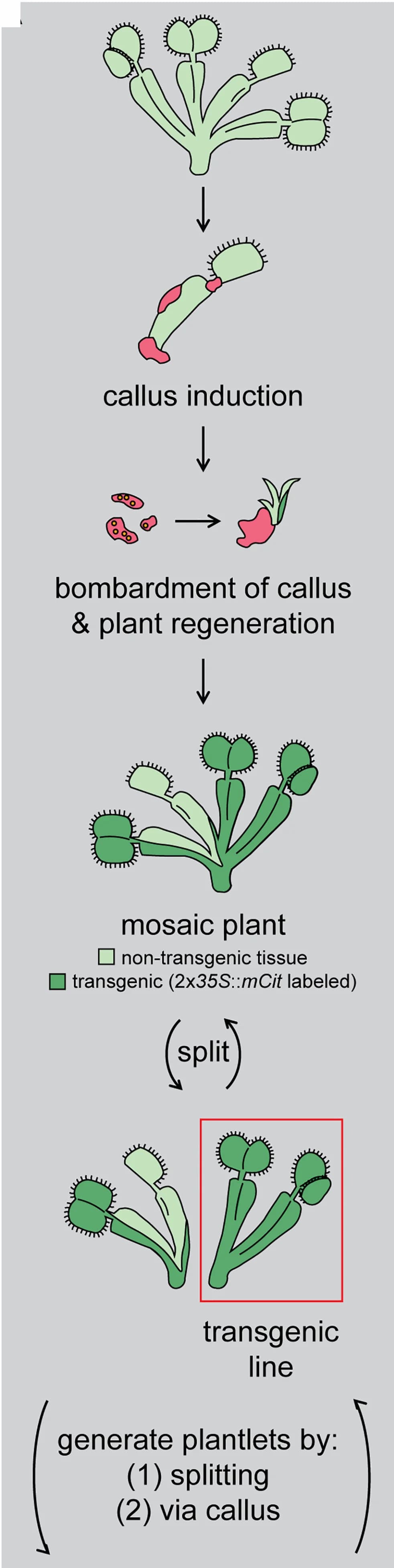 Open access visualization of Workflow, Illustration, Venus Flytrap, Mutant, Tissue Culture