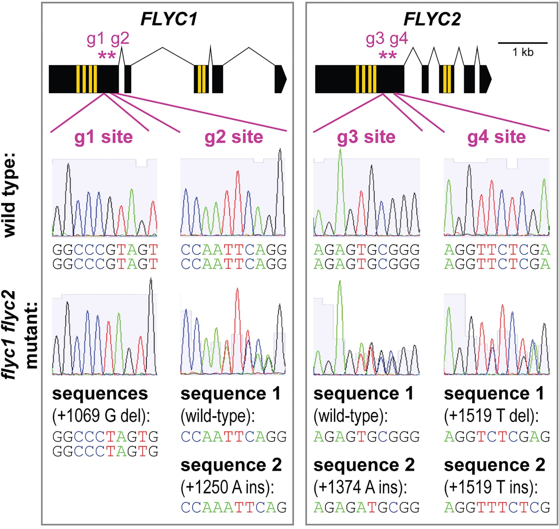 Open access visualization of Line Plot, Illustration, Mutations, Double Mutant, FLYC1