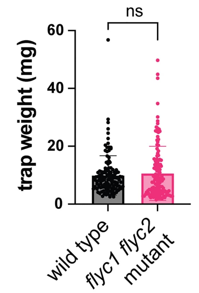 Open access visualization of Bar Plot, Scatter Plot, Error Bars, Weight, Wild-type Leaf Traps