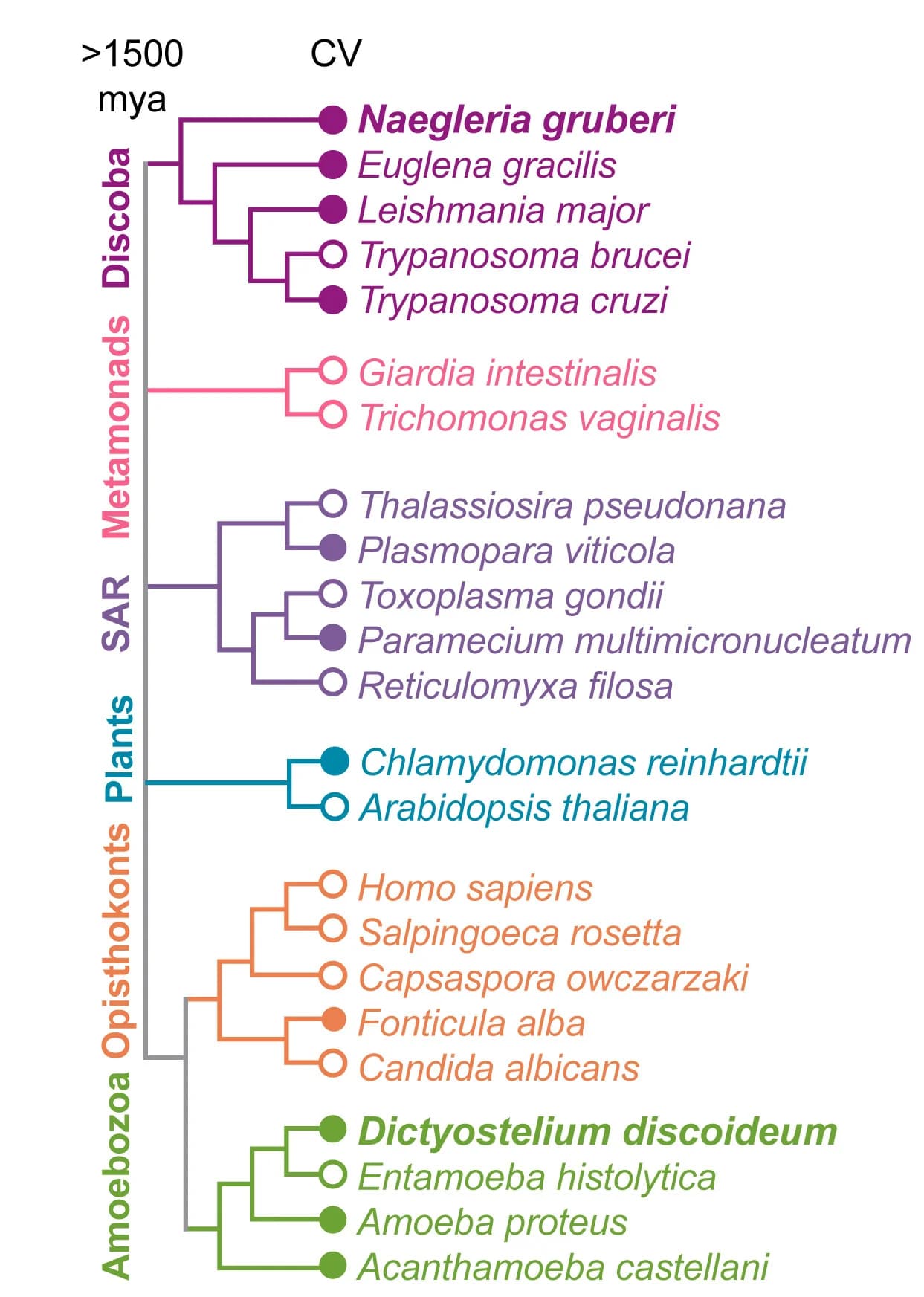 Open access visualization of Illustration, Flowchart, Eukaryotes, Cladogram, Contractile Vacuoles