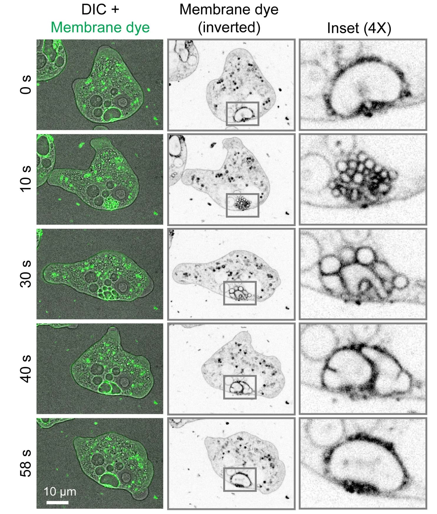 Open access visualization of Microscopy, Photo, Cell, Membrane Dye, FM4-64